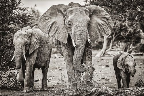 Olifanten familie in Zuid-Afrika in Zwart-Wit uitvoering