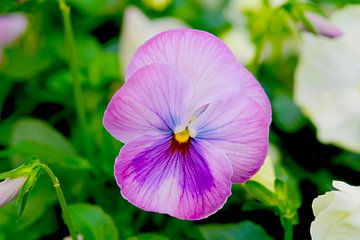 Violet pansy with yellow heart by Ivonne Fuhren-van de Kerkhof