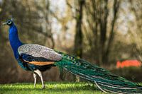 The colored Peacock 