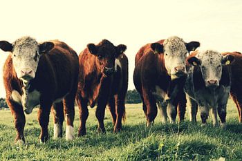4 vaches dans le pré.