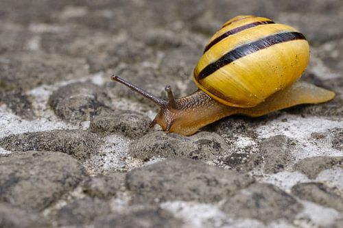 Gartenschnecke auf der Reise über schwierigen Boden