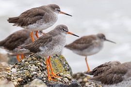 Tureluurs von Anja Brouwer Fotografie