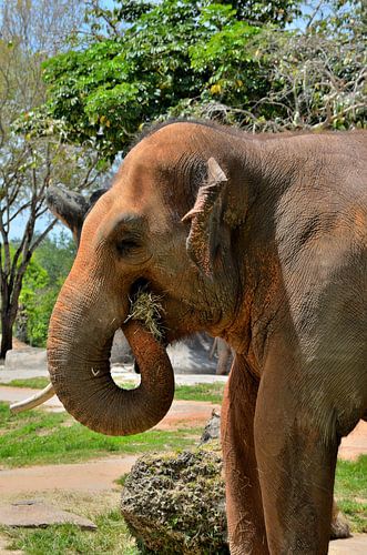 Olifant in Miami