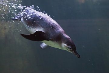 Pinguin in Nahaufnahme schwimmt im Wasser Unterwasserfoto, in Blautönen viele Blasen von Michael Semenov