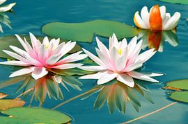 Water Lilies by Violetta Honkisz