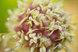Oignons à l'ail après la pluie