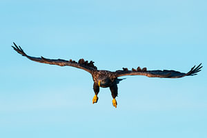 Seeadler fliegt in den Himmel