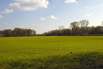 Panoramafoto eines Feldes und eines bewölkten blauen Himmels