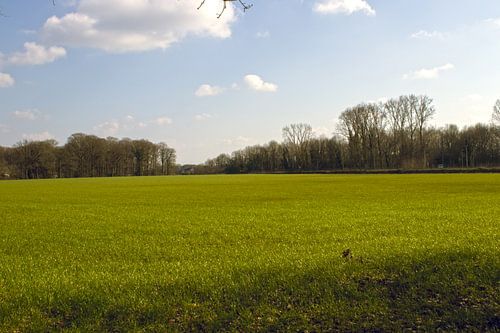 Panoramafoto eines Feldes und eines bewölkten blauen Himmels von Xander Asnot