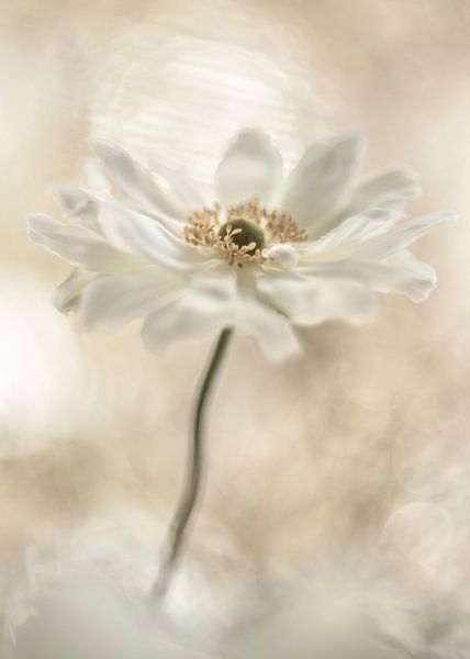 Le paradis floral par Christl Deckx