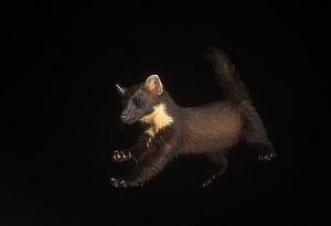 Springender Baummarder