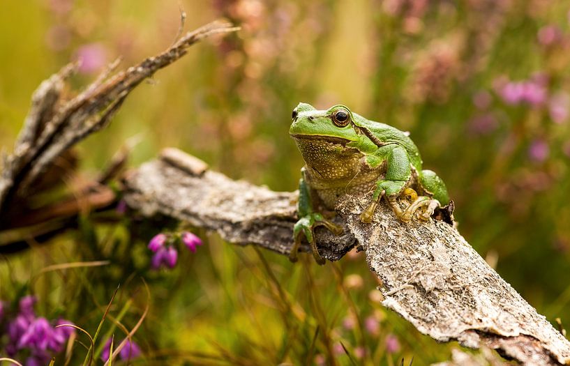 Tree frog by Ronald Kromkamp