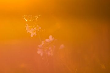 Oranjetipje in zonsondergang van Danny Slijfer Natuurfotografie