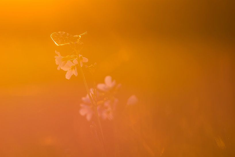 Orange-throated butterfly in sunset by Danny Slijfer Natuurfotografie