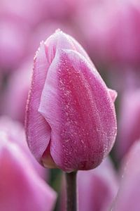 Lila Tulpe mit Tautropfen