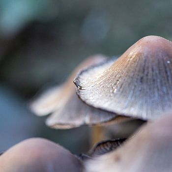 Gros plan sur un champignon