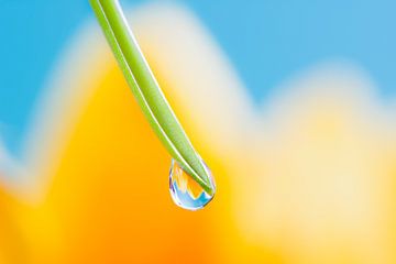 Macro van een waterdruppel waarin een bloem wordt weerspiegeld van ManfredFotos
