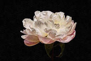 Pivoine