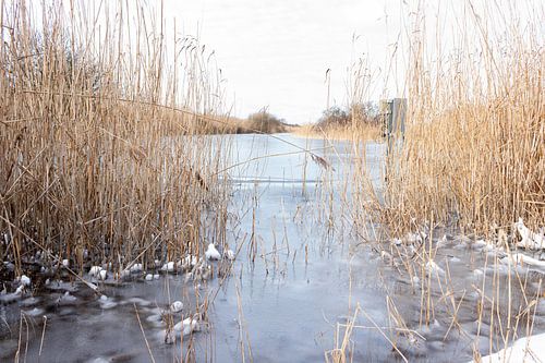 Frozen ditch in Solleveld nature reserve