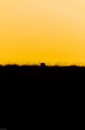 Highland Cow