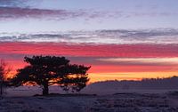 Oude dennenboom Regte Heide van Miranda Rijnen Fotografie thumbnail