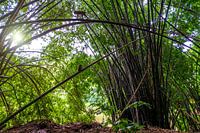 Gigantische bamboe in bos met zon en apen