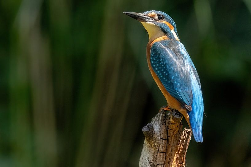 IJsvogel by ramona stoker