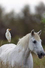 Un héron garde-bœufs sur un cheval de Camargue sur Dirk Rüter