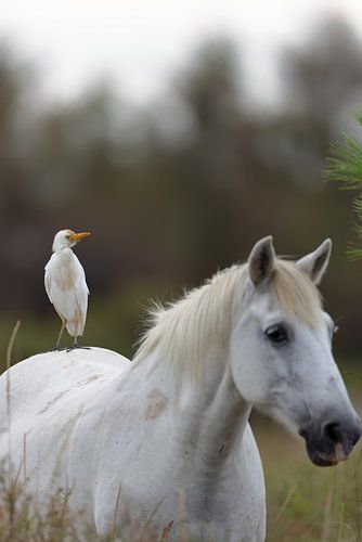 Koereiger op een Camargue-paard