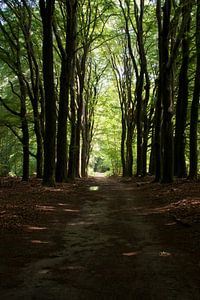 Dunkle Allee zum Licht