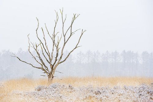 Dode boom in winterlandschap