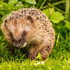 European hedgehog by Joop Gerretse