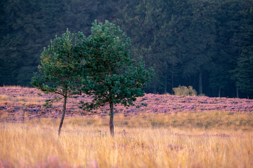 Zwei schlanke Kiefern in goldgelbem Gras