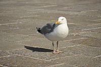Portrait of a seagull