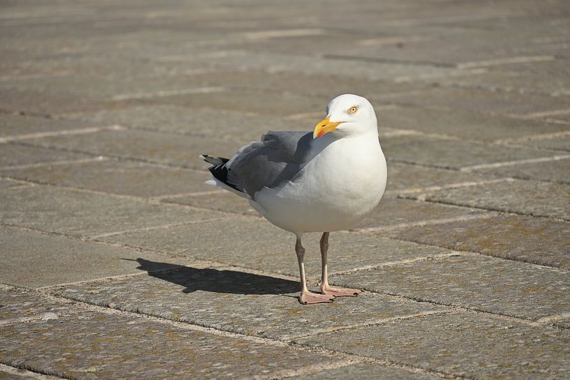 Portrait von einer Möwe von Philipp Klassen
