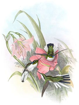 Braziliaanse fee, John Gould van Hummingbirds