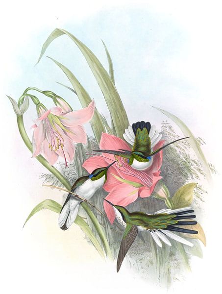 Fée brésilienne, John Gould par Hummingbirds