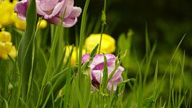 Natuur Foto van Wietze Wiegersma