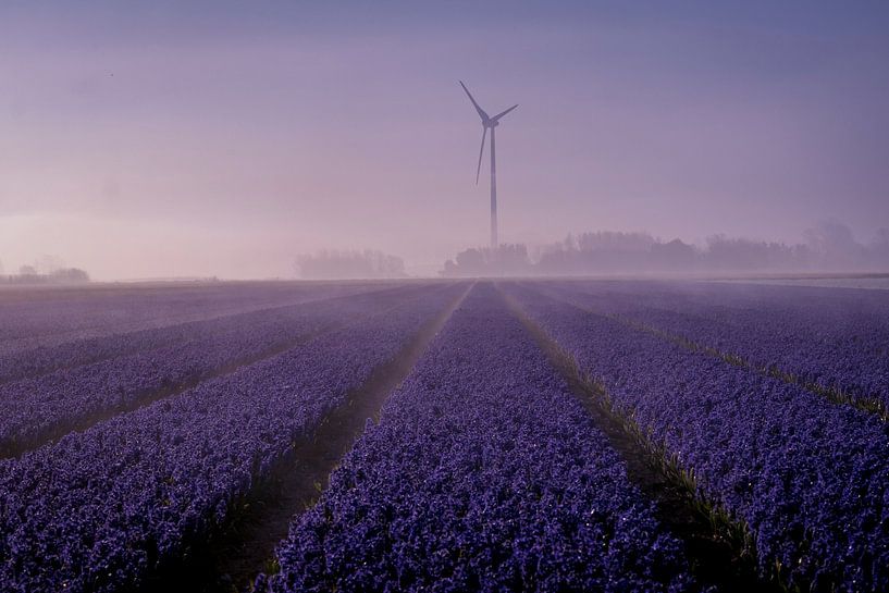 Purple fog by peterheinspictures