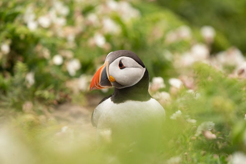 Clown of the sea by Maartje Bogaerts