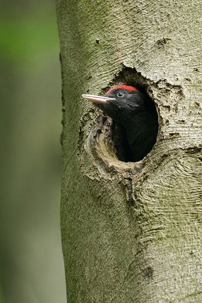 Pic noir ( Dryocopus martius ) jeune oiseau mâle, attendant sa nourriture, assis dans son trou de ni par wunderbare Erde