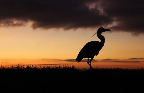 Héron au lever du soleil