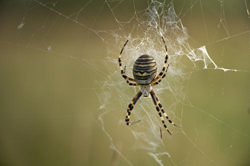 Die Spinne im Netz