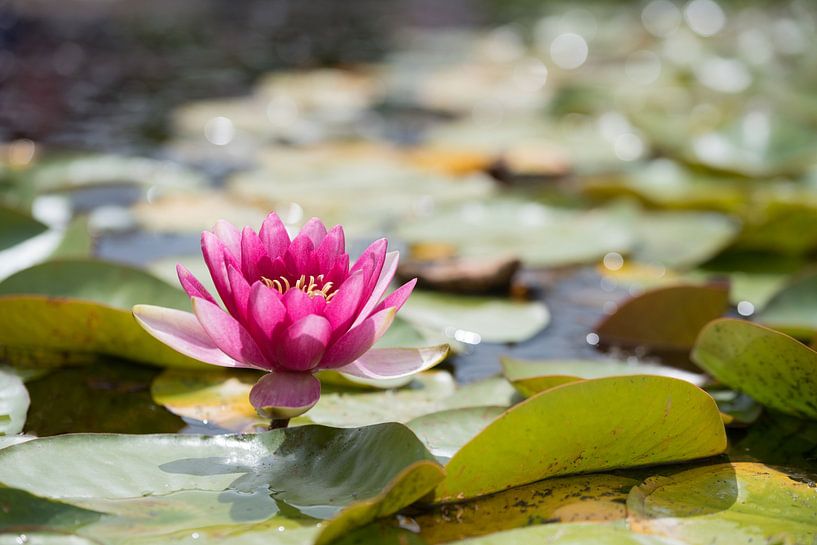 Seerose im Teich von SusaZoom
