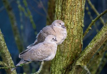 Un couple de pigeons sur une branche sur ManfredFotos