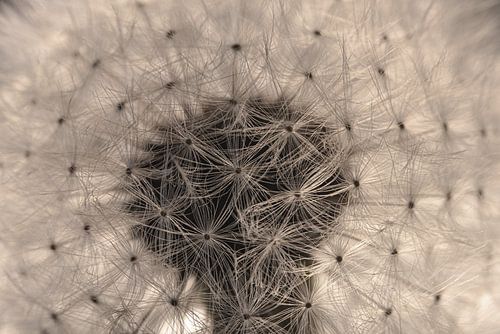 Het patroon van een paardenbloempje