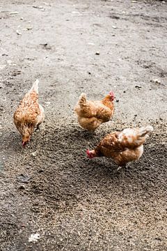 Poussins en rang sur Anouk Martens