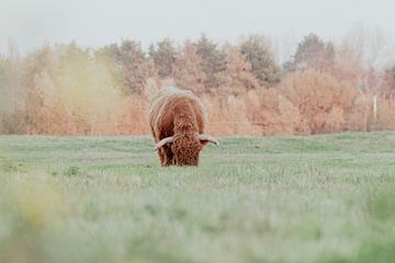 Schotse Hooglanders in de Nederlandse Duinen van Anne Zwagers