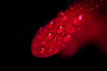 Close up waterdruppels op het rode blad van een petunia van Bianca Fortuin