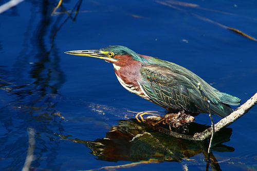 Groene Zilverreigers op jacht